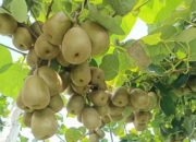 广西贺州“花山虹”猕猴桃热销东南亚：甜蜜果香飘向“一带一路”